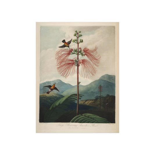 Temple Of Flora - Large Flowering Sensitive Plant Print Poster