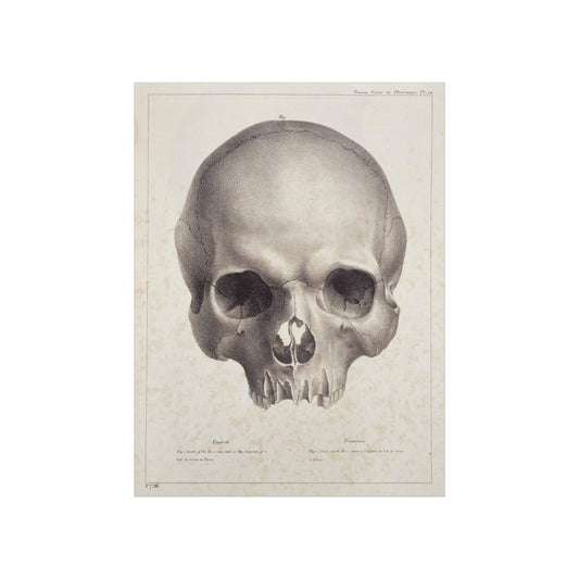 Joseph Vimont - Human Skull Print Poster