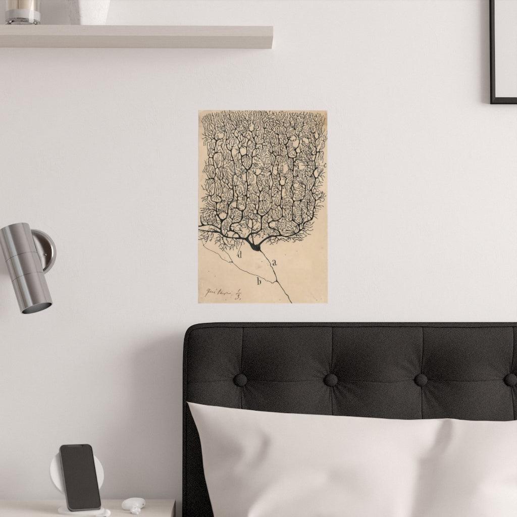 Neuron Drawing By Santiago Ramón Y Cajal Print Poster - Art Unlimited