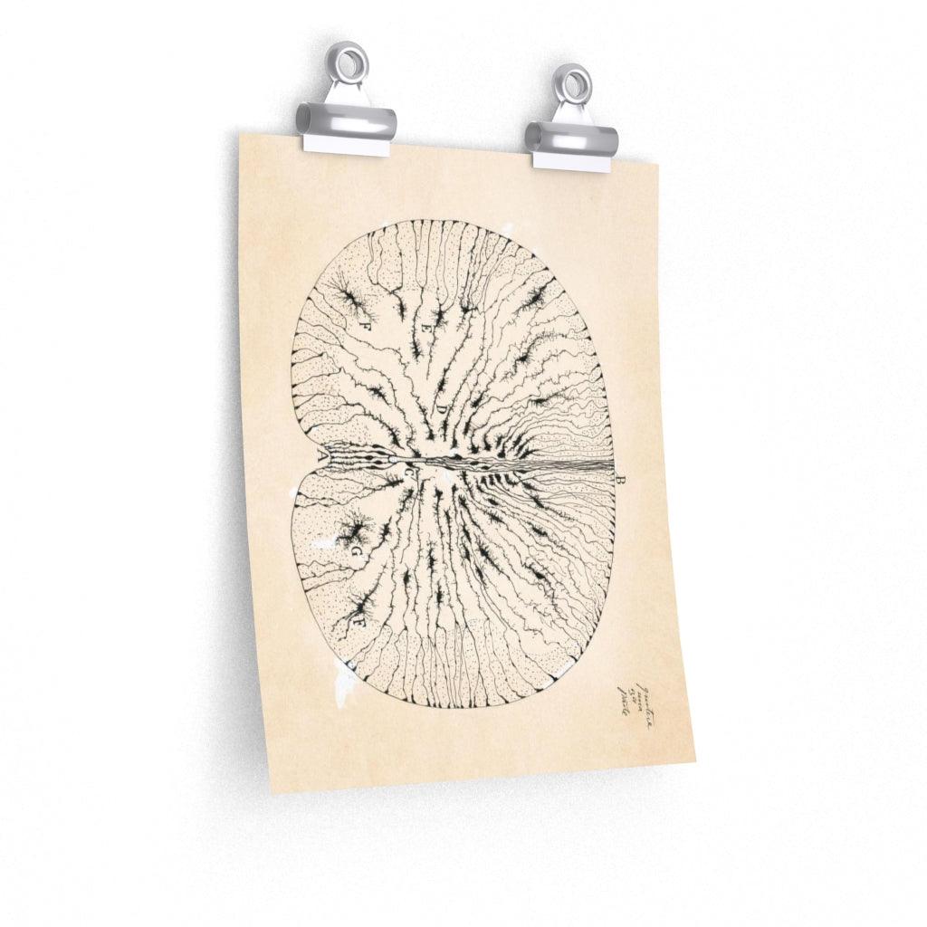 Vintage Cell Drawing | Santiago Ramón Y Cajal - Art Unlimited