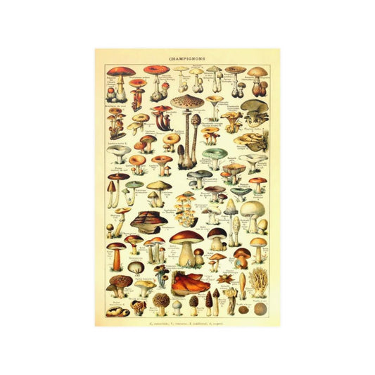 Adolphe Millot Mushrooms Print Poster - Art Unlimited