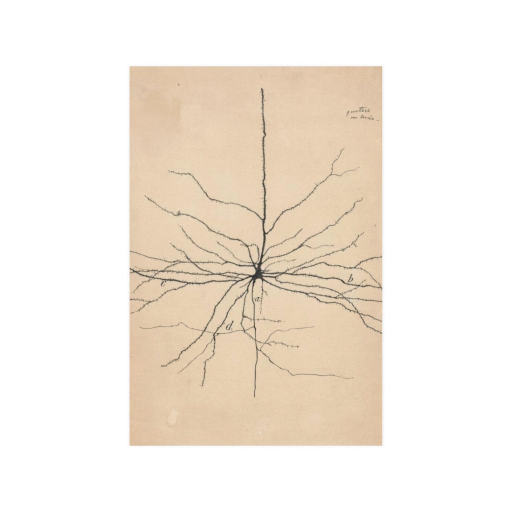 Pyramida Neuron Drawing From Santiago Ramón Y Cajal 1904 Print Poster - Art Unlimited