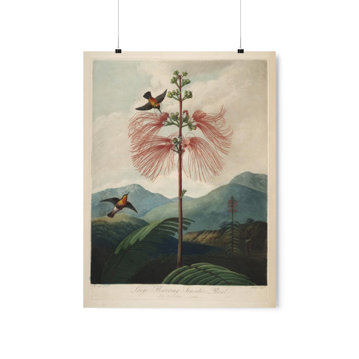 Temple Of Flora - Large Flowering Sensitive Plant Print Poster