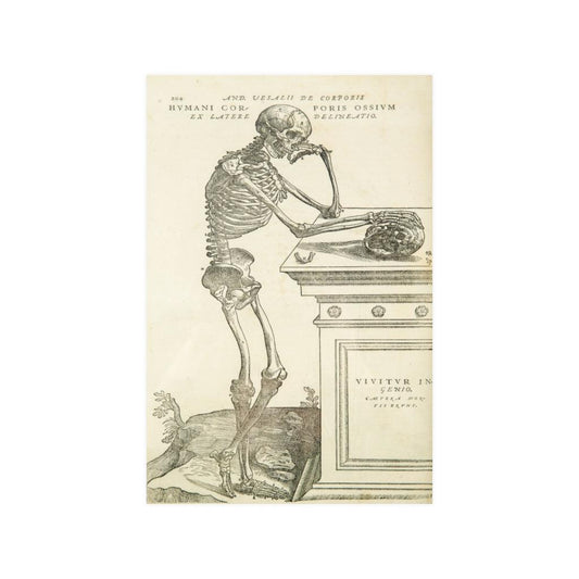 Andreas Vesalius Human Anatomy- Skeleton Contemplating A Skull Print Poster - Art Unlimited