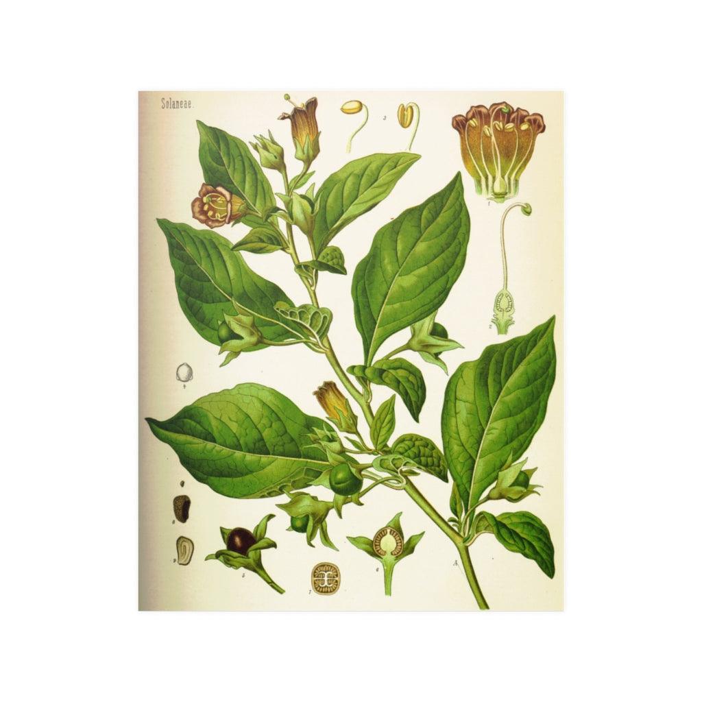 Atropa Belladonna Hermann Adolph Köhler Print Poster - Art Unlimited