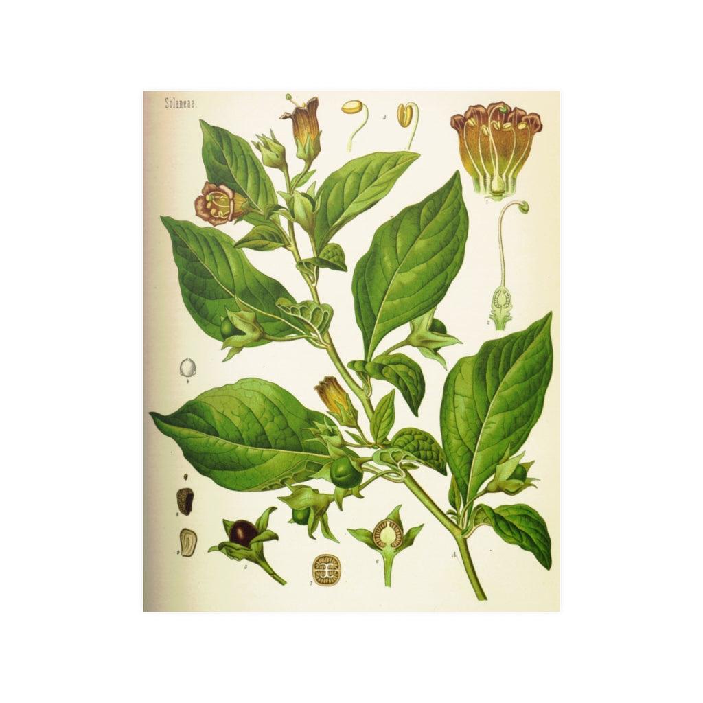 Atropa Belladonna Hermann Adolph Köhler Print Poster - Art Unlimited