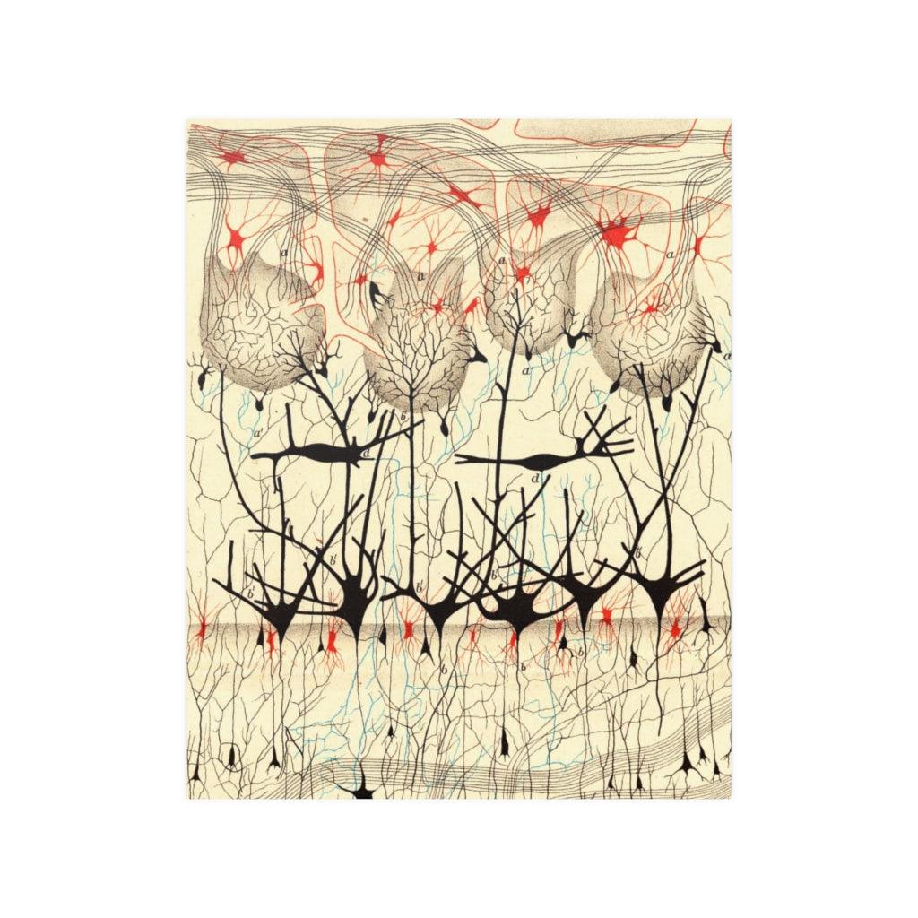 Nervous System By Camillo Golgi And Santiago Ramon Y Cajal Print Poster - Art Unlimited