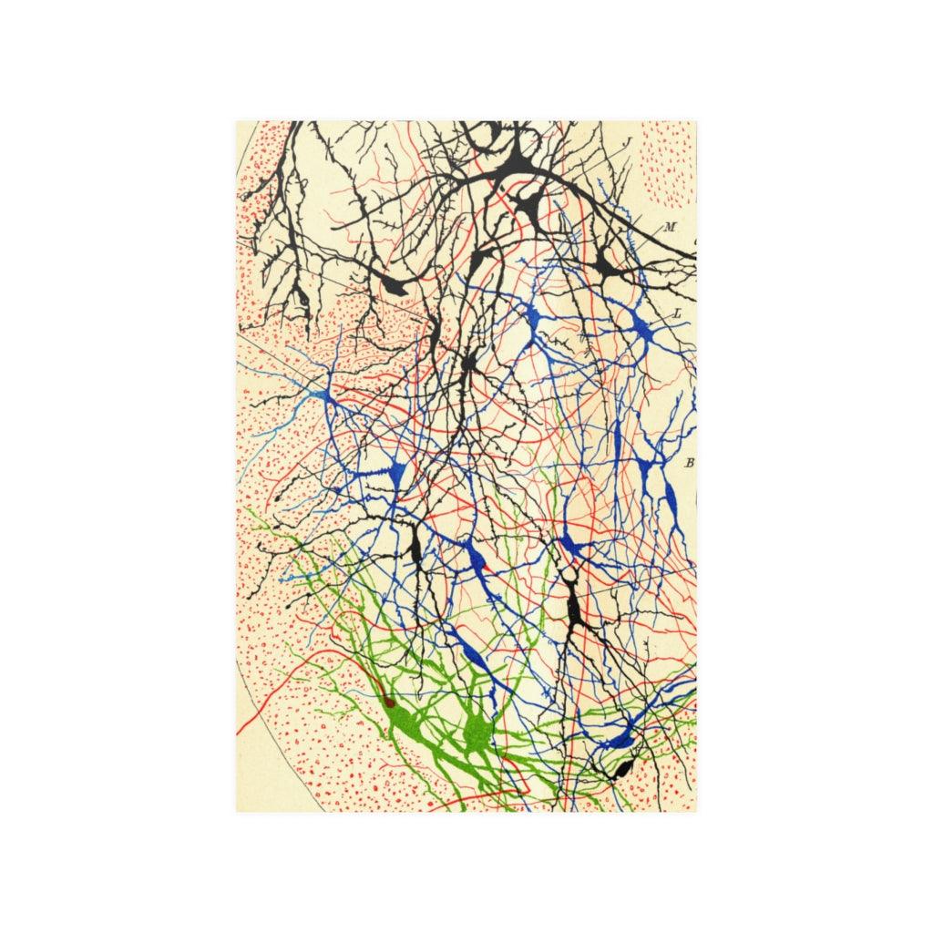Santiago Ramón Y Cajal Nerve Cells Print Poster - Art Unlimited