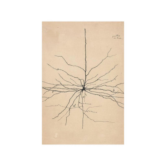 Pyramida Neuron Drawing From Santiago Ramón Y Cajal 1904 Print Poster - Art Unlimited