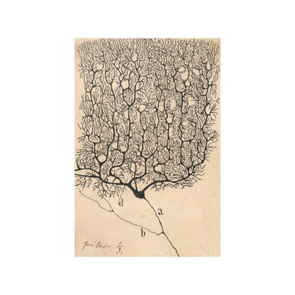 Neuron Drawing By Santiago Ramón Y Cajal Print Poster - Art Unlimited