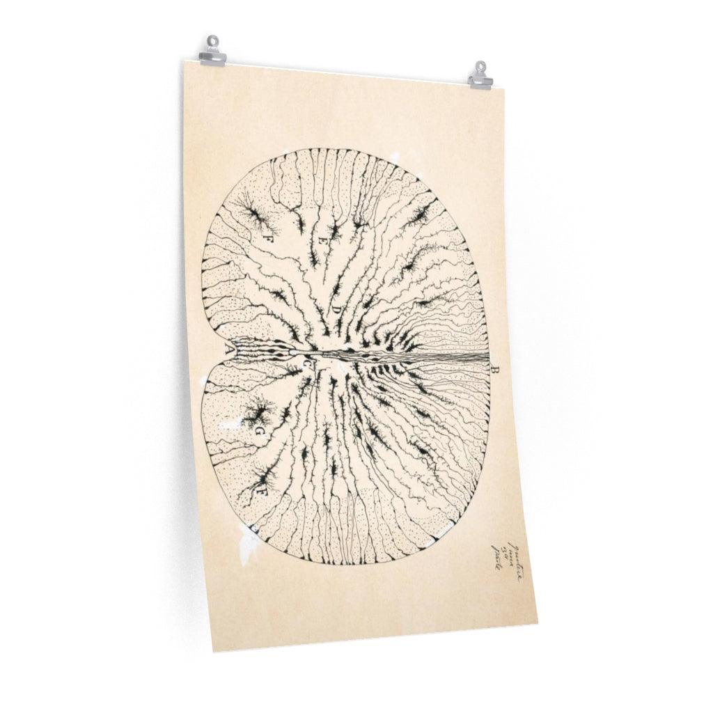 Vintage Cell Drawing | Santiago Ramón Y Cajal - Art Unlimited