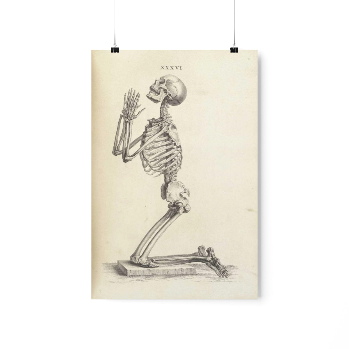 William Cheselden - Side View Of A Praying Skeleton Print Poster