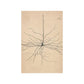 Pyramida Neuron Drawing From Santiago Ramón Y Cajal 1904 Print Poster - Art Unlimited