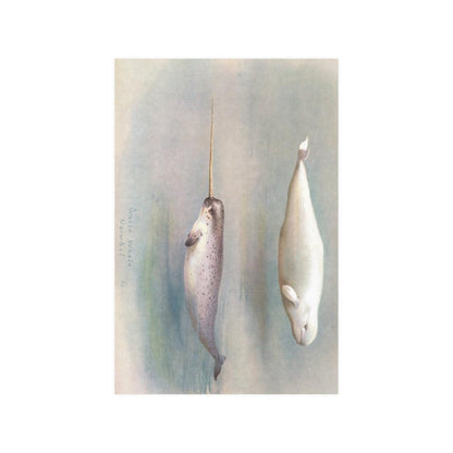 Narwhal And White Whale By Archibald Thorburn Print Poster - Art Unlimited