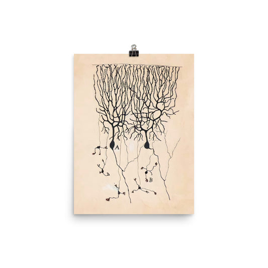 Vintage Neuron Drawing By Santiago Ramón y Cajal