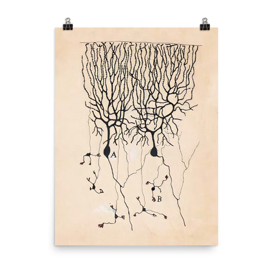 Vintage Neuron Drawing By Santiago Ramón y Cajal