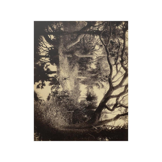 Live Oaks And Palmetto Everglades Florida 1886 - Vintage Photo By George Barker Print Poster - Art Unlimited