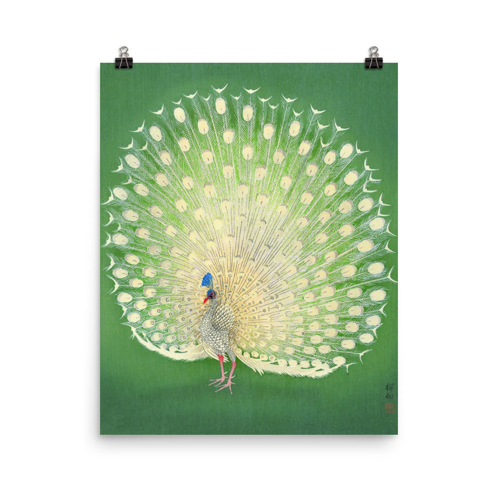 White Peacock By Ohara Koson